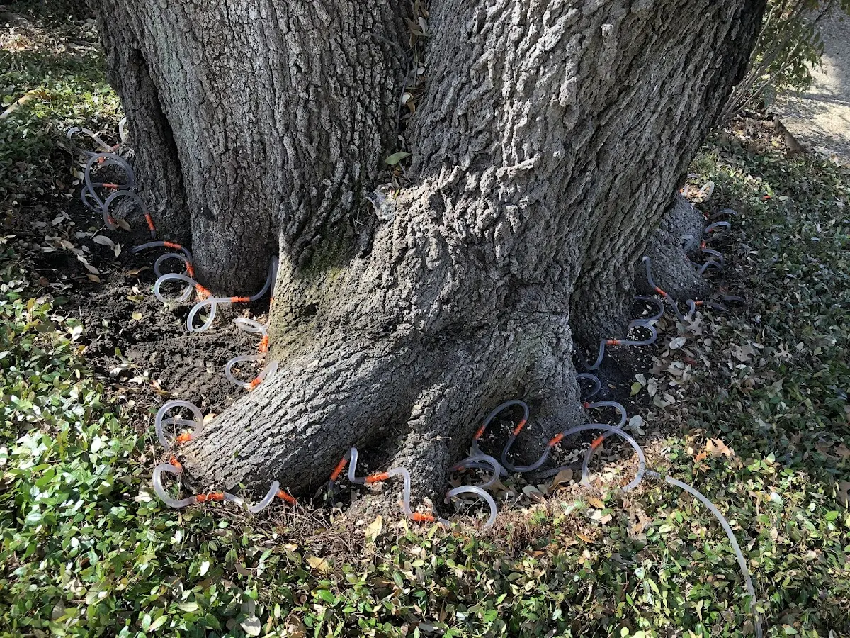 Detailed Tree Cabling and Bracing job site in Pilger