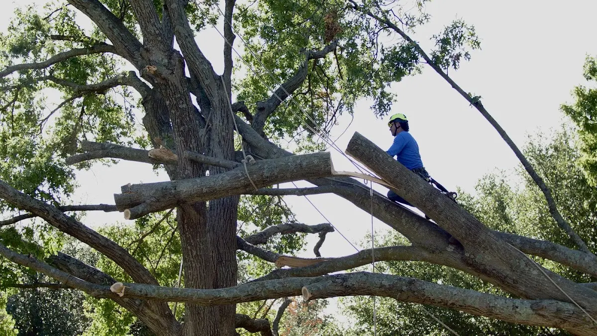 Professional Hazardous Tree Removal performed by certified arborists in Pilger